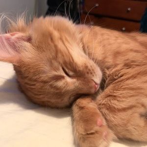 Meet your Posher, Ederick